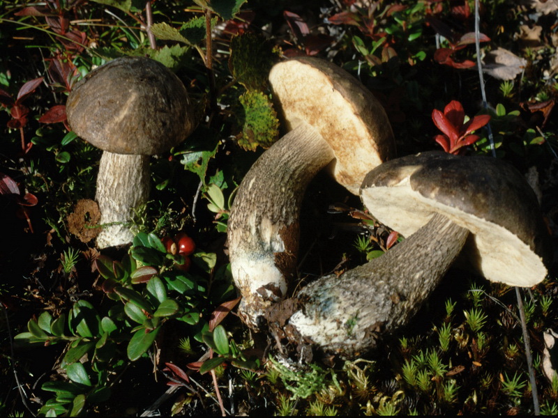 Specie interessanti dalla Lapponia 3 alcune boletaceae